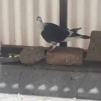 ۴ عدد کبوتر خوب و پرشی