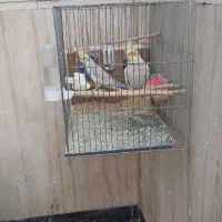 عروس