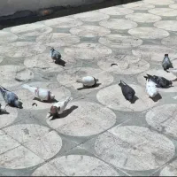 تعدادی کبوتر درج ۱قیمت مفت بهعلت نبود مکان نگهداری