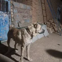 سگ گله|سگ|خواف, |دیوار