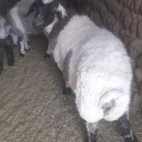 میش چاق کشتاری