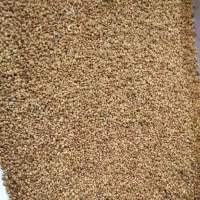 بذر یونجه همدان اصلاح شده درجه ۱