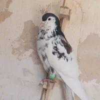 سار