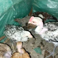جوجه محلی