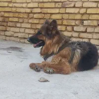 سگ جهت جفت زدن