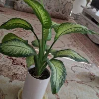 گل طبیعی|گل و گیاه طبیعی|ایوان, |دیوار