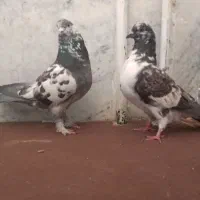 کفتر