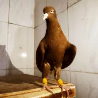 سرخ دم سفید قول