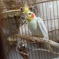 عروس هلندی نر