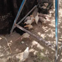 با سلام ۹ تا جوجه درشت هیکلی