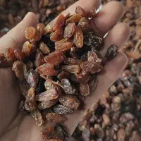کشمش خالص بازاری ،بار درجه یک ، جواب پس داده