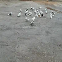 کفتر تهرانی