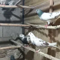کفترکبوتر