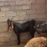 بز نر