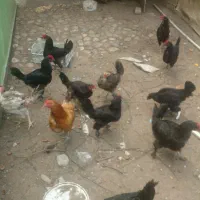 خروس ومرغ
