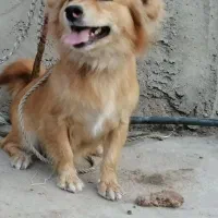 گمشده