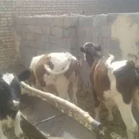 گوساله نر پای پلوار