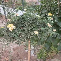 باغ-با-درختان-قدیمی-زیر-زیر-قیمت-منطقه-پول-موکت