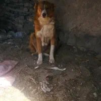 سگ گله