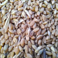 گندم|خوردنی و آشامیدنی|دره شهر, |دیوار