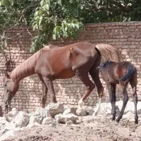 فروش اسب ماده و کره مادیون