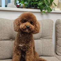 سگ پودل دارک ردنروماده وارداتی از روسیه باپاسپورت