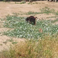 بزعاله