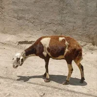 میش پلنگی