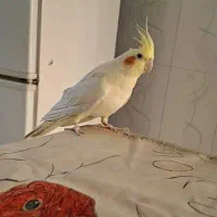 عروس هلندی گم شده