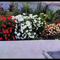 باغ
