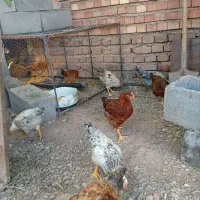 مرغ. خروس