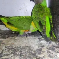 طوطی سنگال