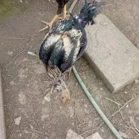 لاری دانگ بالا جوان صابونی