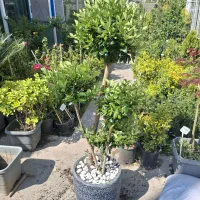 گلهای آپارتمانی لاکچری و بزرگ