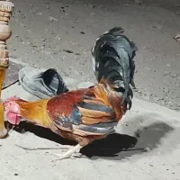 خروس چهل تاج جوان