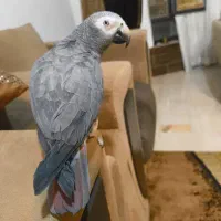 طوطی کاسکو
