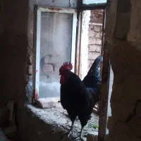 فروش خروس سیاه