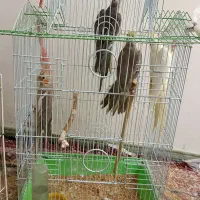 عروس هلندی