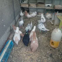چند جفت جوجه تازه دون خور ساده  لیمویی. طوقی.وسینه