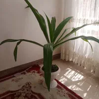 گل موزی سرحال و شاداب