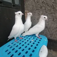 کفتر سفید کاکلی 20 تا