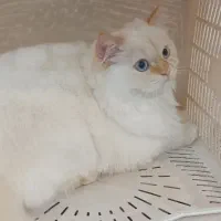 گربه