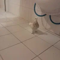 کبوتر|حیوانات|دهاقان, |دیوار