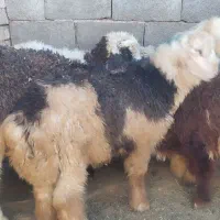 30راس بره نر