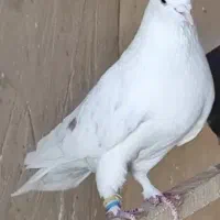 کبوتر