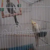 سلام دوتا عروس هلندی نر ماده