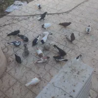 کبوتر بهبهانی دانه 400