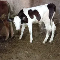 فروش گاو دورگ با گوساله سیمینتال نر  یک ماهه