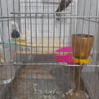 سهره مست