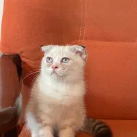 گربه اسکاتیش بلو پوینت